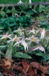 products-Erythronium-Albidum