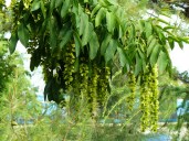 pterocarya-pterocarpa