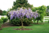 purple-wisteria-3