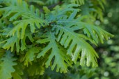 quercus-frainetto-hungarian-crown-italian-oak-tree-leaves-scaled