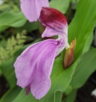 roscoea-red-riding-hood2