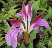 roscoea-red-riding-hood