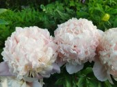 rqrznr1yqisg4wswkwcw408s4w8s0s