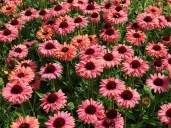 scheinsonnenhut-sunseekers-rainbow-m124689_w_7