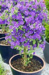solanum-rantonnetii-blue-potato-bush-5941