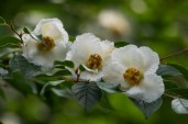stewartia-pseudocamellia