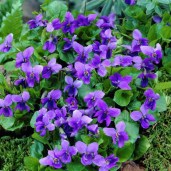 sweet-violet-viola-odorata_2-600x600