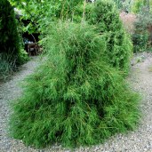 thuja_filiformis-1