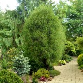 thuja_filiformis2