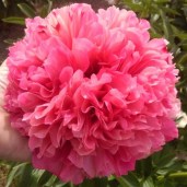 thumb_10764_600_600_0_0_crop