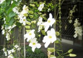 thunbergia-grandiflora-white