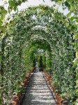 trachelospermum-jasminoides-arch-single-view