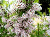 xanthoceras-sorbifolium-visoflora-52217