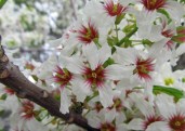 yellowhorn-flowers-1