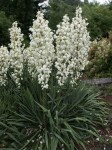 yucca-filamentosa-perennials-wildflowers__26957.1600444200