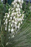 yucca-glauca-soapweed-plant-and-flower