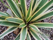yucca_ivory_4375