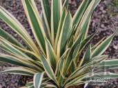 yucca_ivory_4375~2