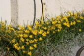 zephranthes-yellow-4