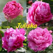 Пион-Юлиска-Juliska