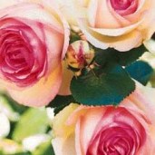 Роза-Pierre-de-Ronsard-Eden-Rose-85
