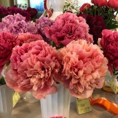 пион-глоуинг-распберри-роуз