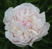 5060688581166_1_Paeonia_Baroness_Schroeder