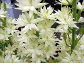 Kamassiya-Leyhtlina-Semiplena-Camassia-leichtlinii-Semiplena-foto