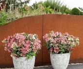 hydrangea-paniculata-polestar-gortenziya-volotista-poulstar-2