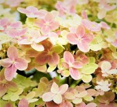 hydrangea-paniculata-polestar-gortenziya-volotista-poulstar-4