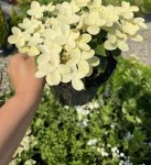hydrangea-paniculata-polestar-gortenziya-volotista-poulstar-
