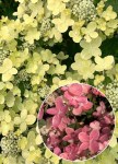 hydrangea_paniculata_polestar